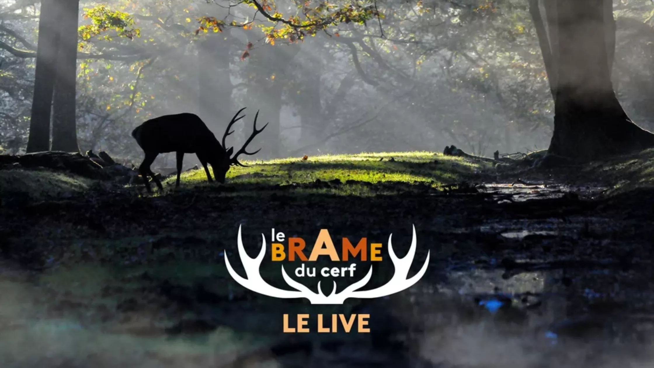Le brame du cerf Le brame du cerf : Le live.
